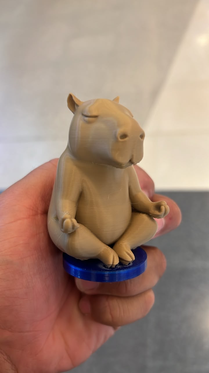 Capivara Meditando