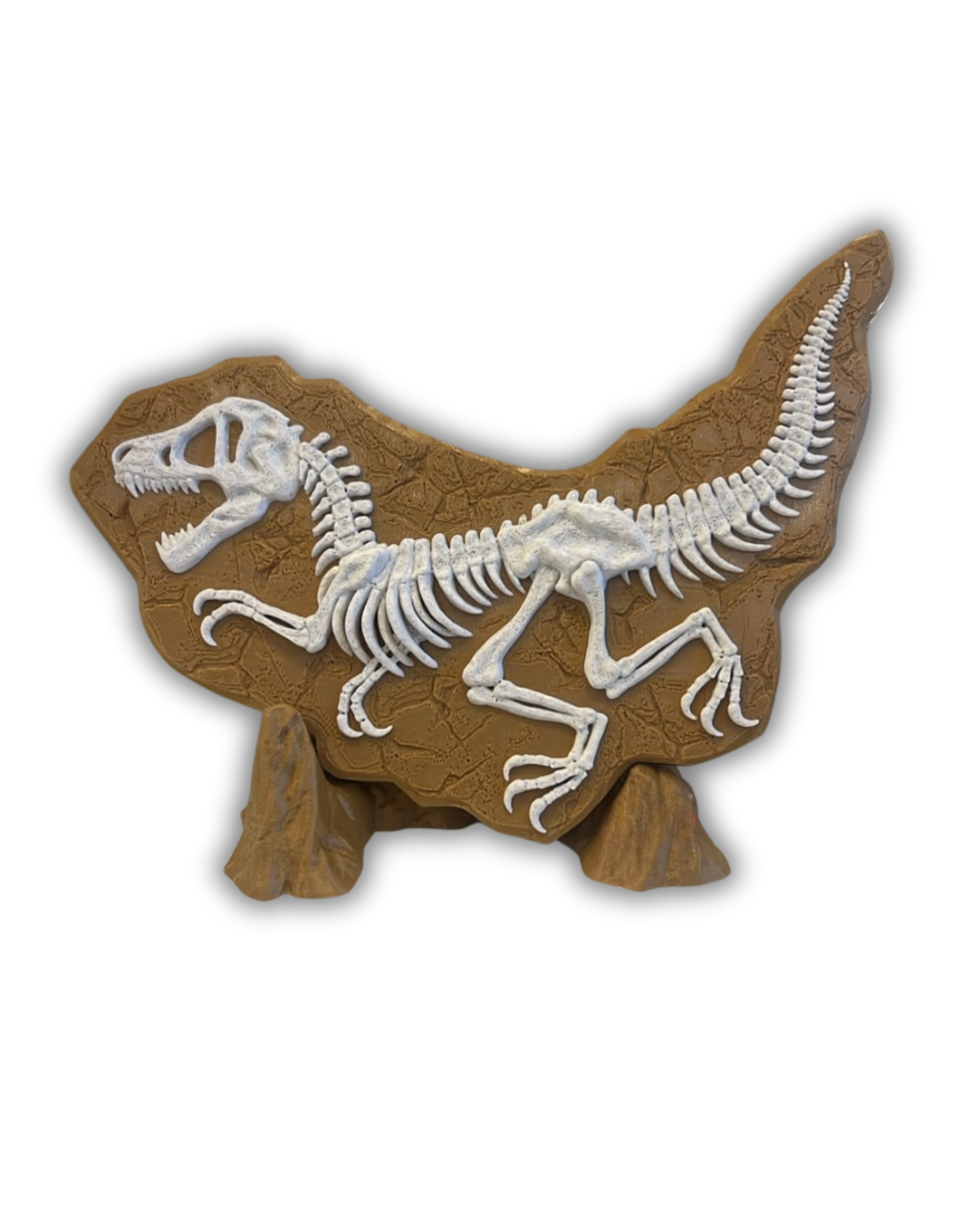 Fóssil de Esqueleto Velociraptor